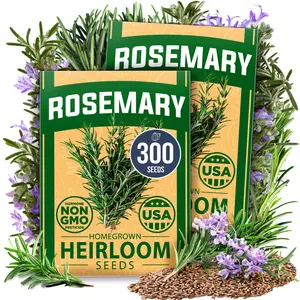 Rosemary Seeds Pack - 300 High Germinating Non-GMO Heirloom Herb Seeds for Planting in Indoor or Outdoor Herb Gardens - USA Sourced (Salvia rosmarinus)