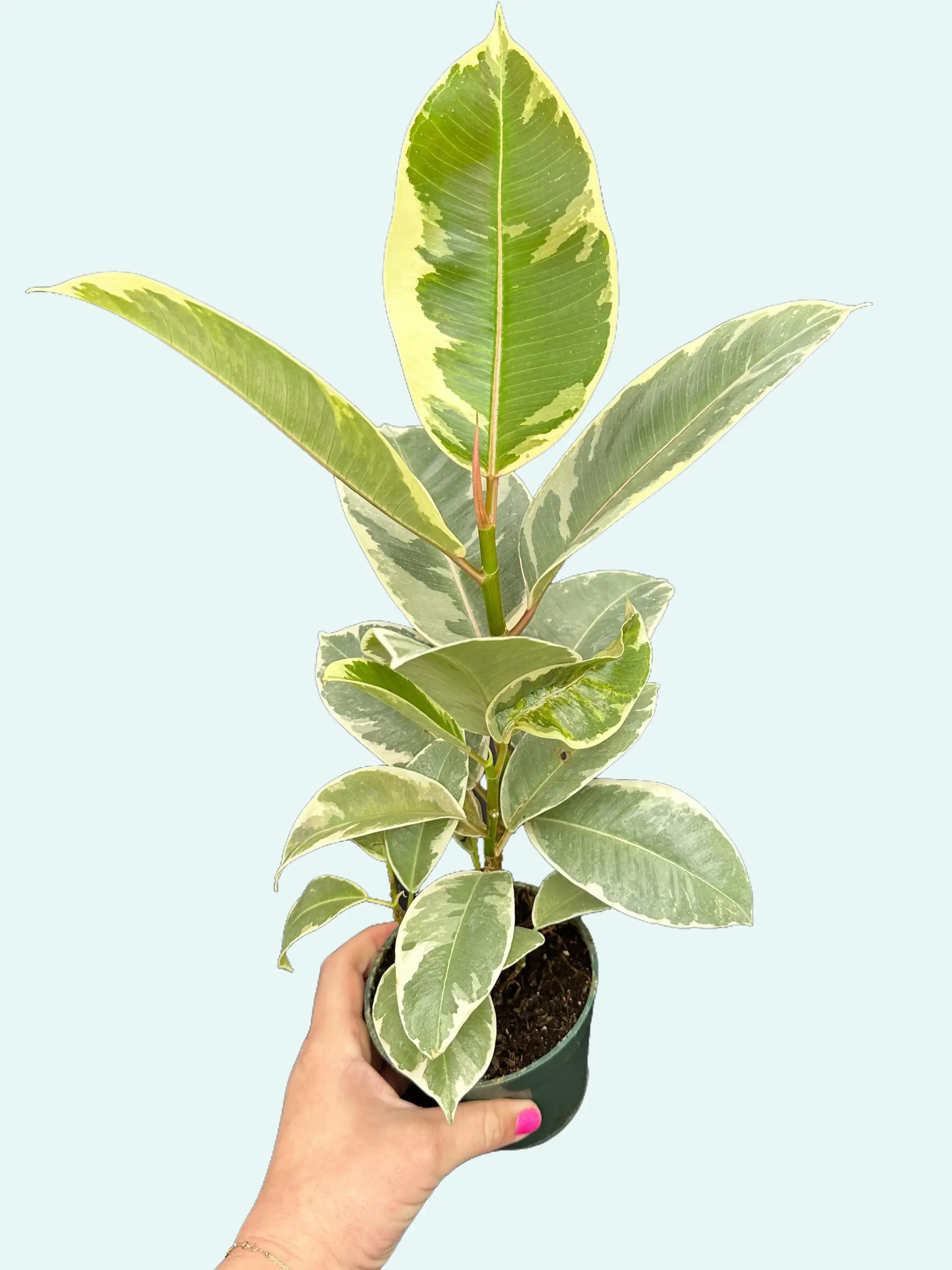 philodendrons Bundle (3) of Philodendrons: Pink Princess + Prince of Orange + Ring of Fire