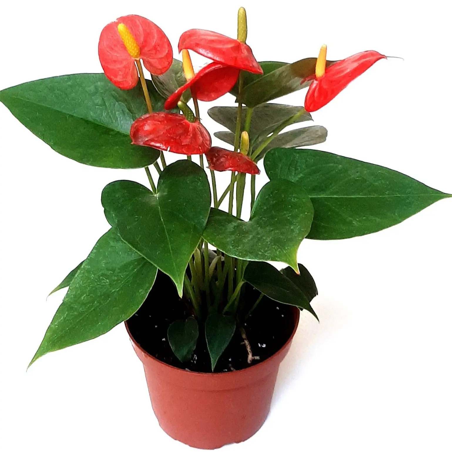 4” Anthurium Dutch Red, Anthurium andraeanum, Flamingo Flower, Laceleaf – Houseplants, Flowering Plants, Air Purifier, Gifts, Lucky Plants Decor Decorative