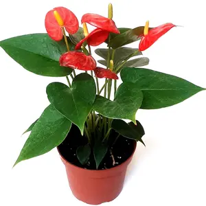 4” Anthurium Dutch Red, Anthurium andraeanum, Flamingo Flower, Laceleaf – Houseplants, Flowering Plants, Air Purifier, Gifts, Lucky Plants Decor Decorative
