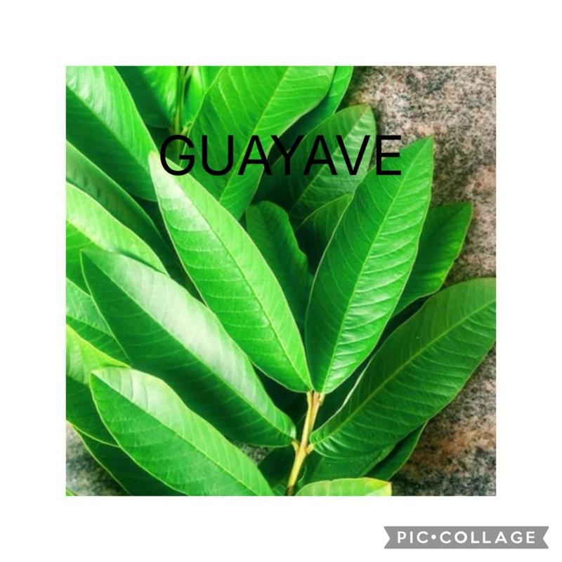 Guayave Plant - Dry Leaves for Haiti - Ideal for Herbalists and Botanists