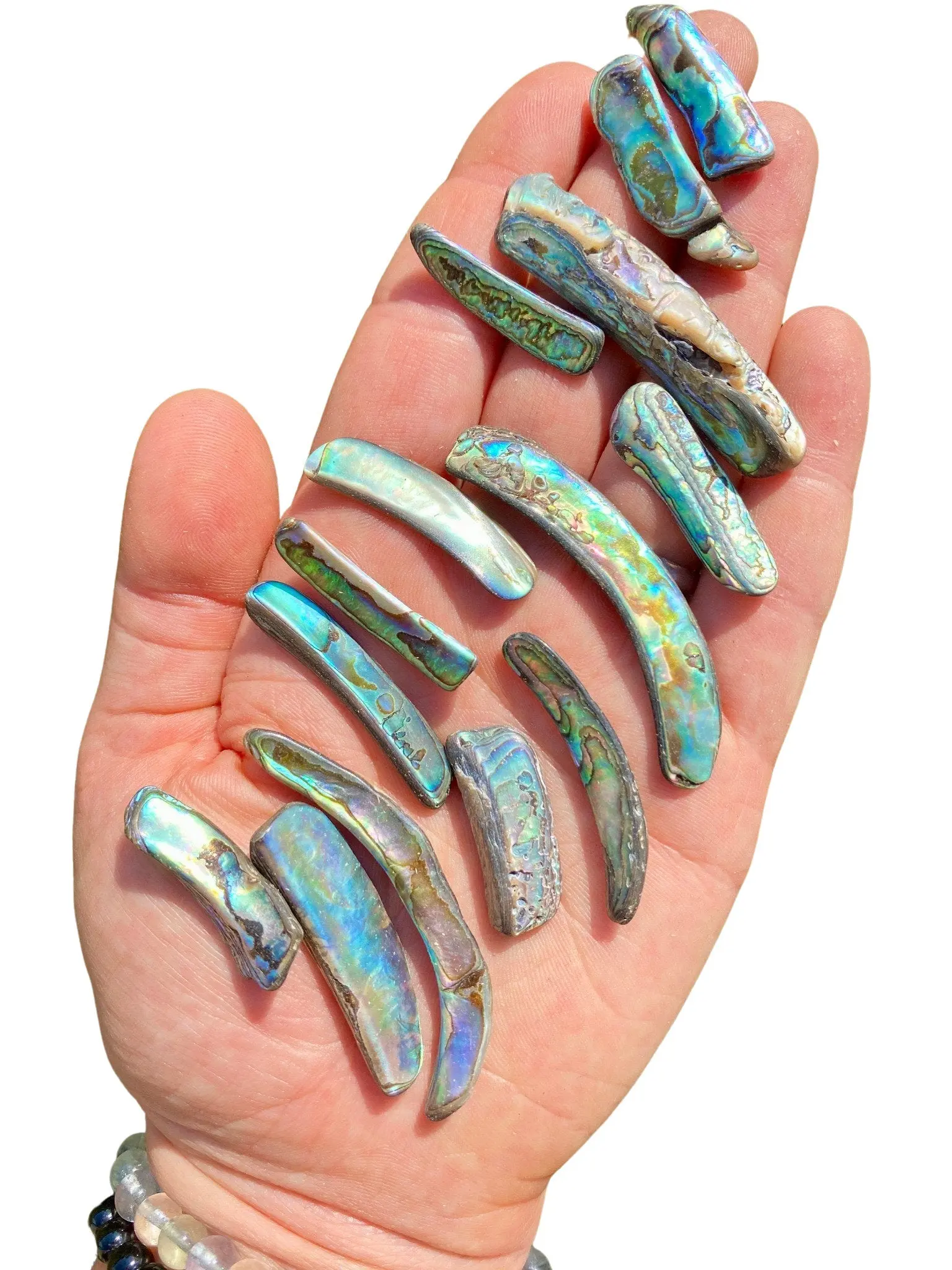 New Moon Beginnings Raw Abalone Shell Rim - Natural Color with Unique Features, Round and Round Shape