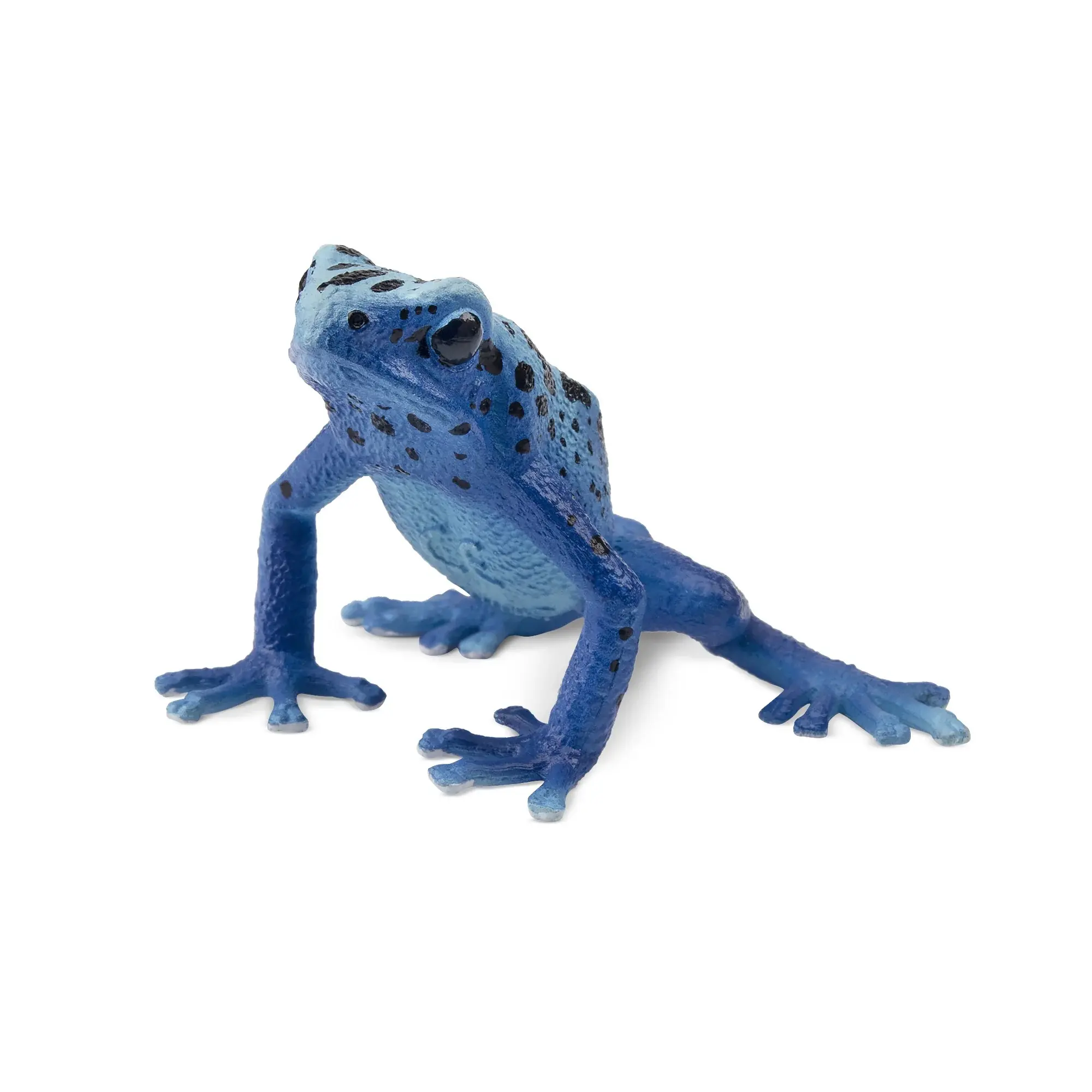 TOYMANY Hand-Painted Blue Poison-Dart Frog PVC Action Figure - Realistic Reptile Minifigure, 3+ Years Unisex Montessori Sensory Toy, Collectible, Room Accessories, Home Decor, Children Development Gift, Pvc Plastic