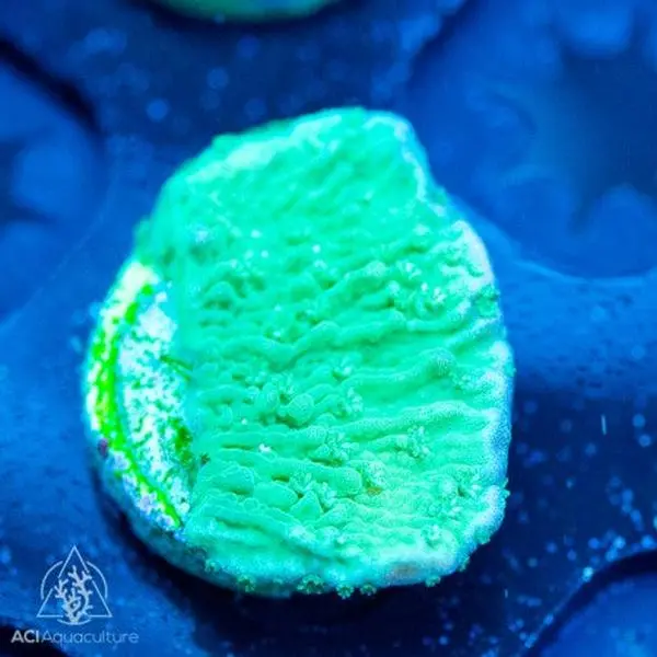 ACI Green Montipora Cap.