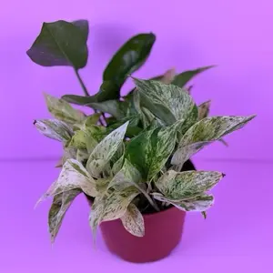 Pothos Marble Queen 6” | Variegated Pothos | Easy Houseplant
