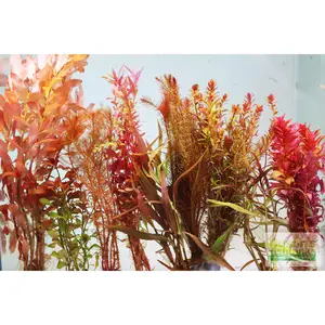 Sexy Red Aquarium Package (We pick REDS!)