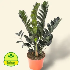Black Raven ZZ 6” - Rare Easy Care House Plant