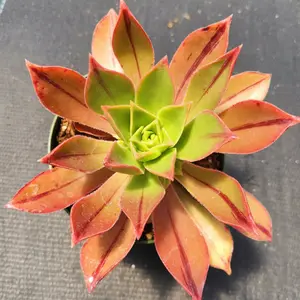 Aeonium leucoblepharum