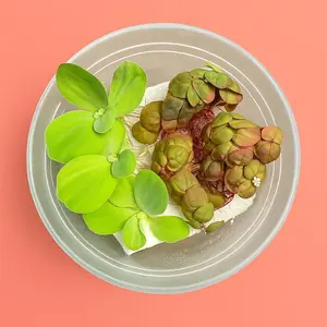 Water Lettuce & Red Root Floater Starter Plants 5 Pack  - Live Aquarium Aquascaping