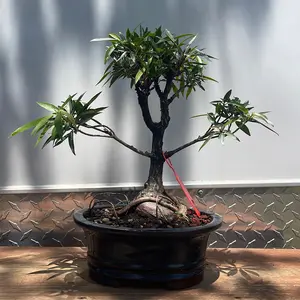 Narrow leaf ficus