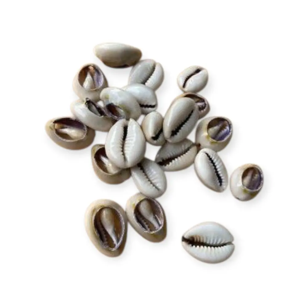 Authentic Dilogón Set - 21 Open Cowrie Shells, Meticulously Prepared Space-Saving Divination Tool for Yoruba Tradition Sacred Use, Religious Home Decor Supplies for Collectors, Divination Tools, Compact
