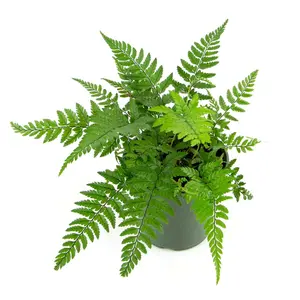 Korean Rock Fern - Live Plants in 4 Inch Grower's Pots - Polystichum Tsussimense - Exotic Easy Care Textured Ferns from Florida