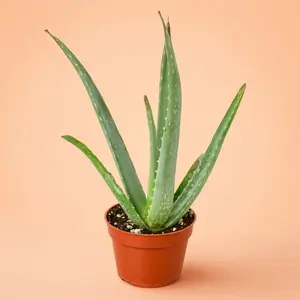 Aloe Vera - Indoor Live Plant, Medicinal Aloe Barbadensis, Medium, Very Air Purifying & Drought Tolerant, Easy Care, Thick Succulent, Beginners