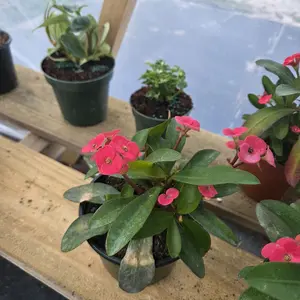 Corona de Cristo Pink Flowers in Pot with Green Leaves for Home Decor and Gardening