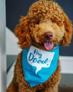 Hey Dood Doodle Labradoodle Dog Bandana