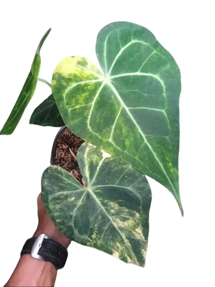 Anthurium Clarinervium Variegated Tissue Culture - Live Houseplant - Rare Exotic Aroid - White, Cream, Green Variegation - Heart Shaped Leaves - Velvety Texture - Dark Foliage - Unique Indoor Plant Gift - Embryonic Plantlet - Collectors Item