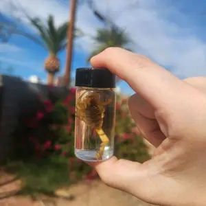 Scorpion Wet Specimen Oddity in Clear Glass Container with Black Lid for Display and Study