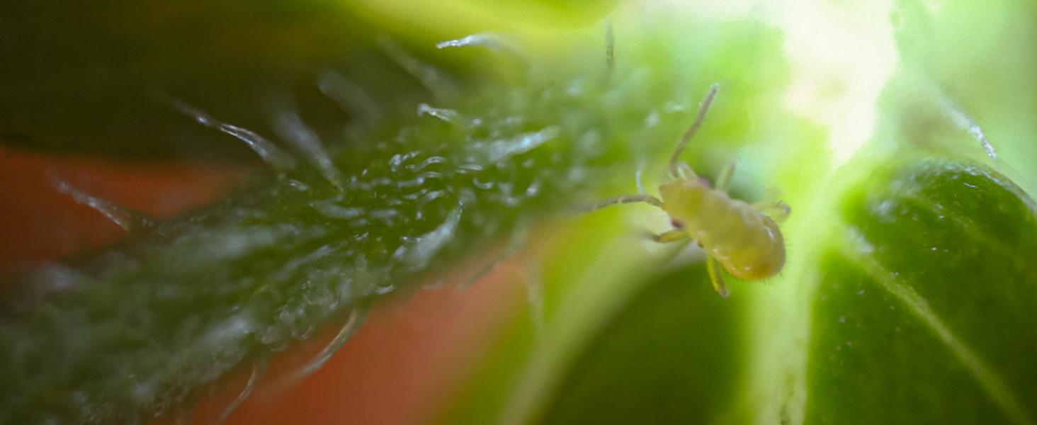 MicroCam X1 Mini Microscope Camera 400X – See Skin, Bugs & Hidden Details in 4K | Pocket Digital Microscope