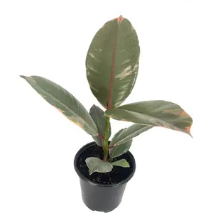 Ruby Ficus Rubber Plant - Live Plants in 2 Inch Pots - Ficus Elastica 'Ruby' - Stunning Easy Care Interior Houseplant
