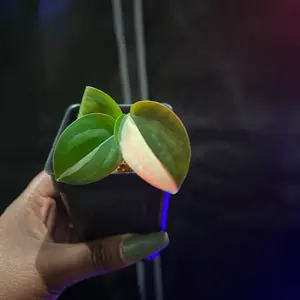 Scindapsus blue albo