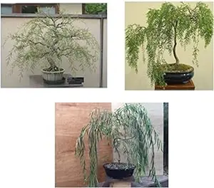 Bonsai Willow Tree Bundle - 3 Large Trunk Bonsai Tree Cuts - Get one Each Weeping, Australian, Dragon - Ready to Plant - Indoor/Outdoor Bonsai Tree's