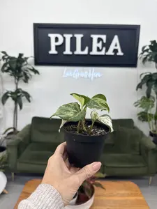 Manjula Pothos – 4" Rare Variegated Vine with Curled Leaves and Creamy Swirls