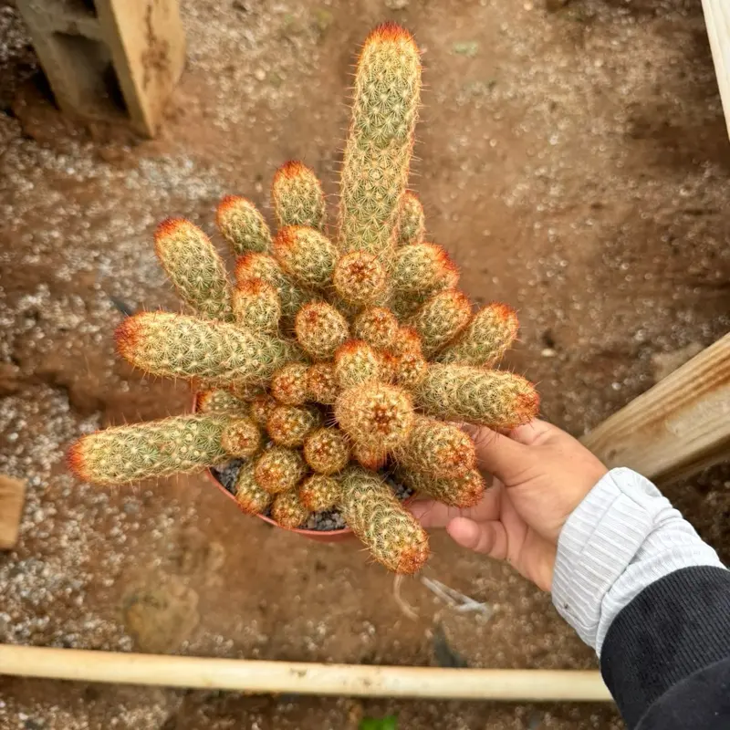 mammillaria carnea - TikTok Shop