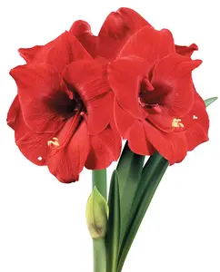 Merry Christmas® Symphony Amaryllis
