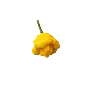 Scotch Bonnet Yellow Pepper Seeds - Authentic Caribbean Heat, Fruity Flavor