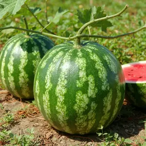 45 Sugar Baby Watermelon Seeds Sweet Mini Watermelons for Home Garden Fast Growing Summer Variety Compact Vines Ideal for Small Gardens