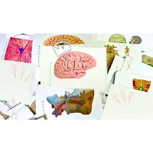 Complete Anatomy Flashcard Set (Anatomy and Physiology 1)