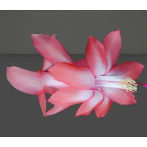 Peach white Christmas Cactus Plant/Thanksgiving CactusPlant -Coral cascade - live STARTER Plant-Schlumbergera Truncata ship no pot