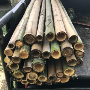4X Count| 4ft Bamboo sticks 1-1/2” thick *Treated*