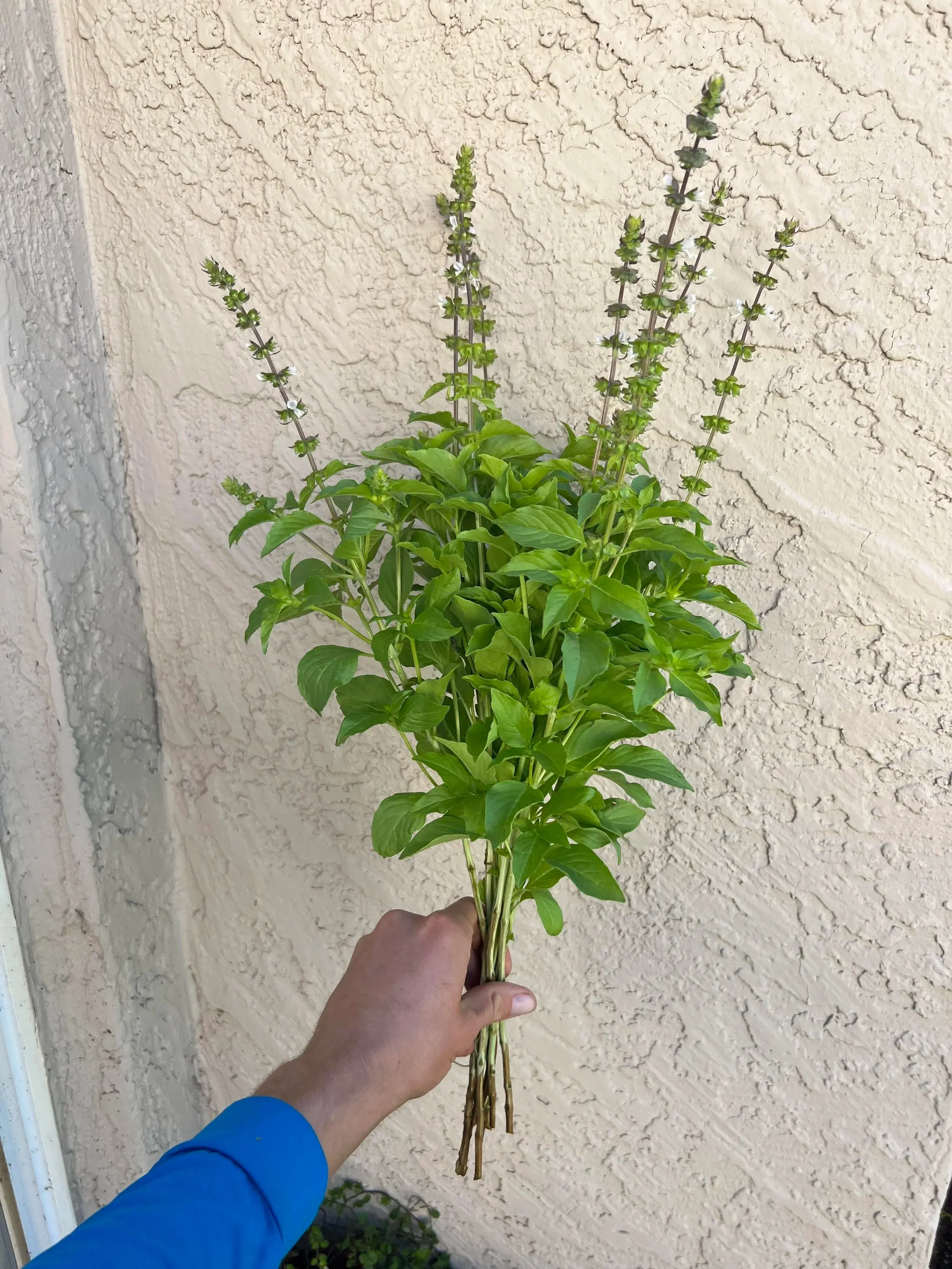 Basil Lemon seeds