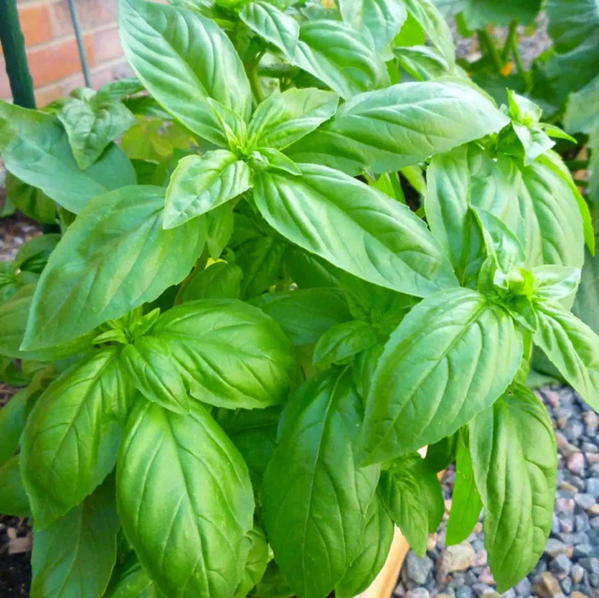 Sweet Italian Basil Live Plant Organically Grown 2 Pack
