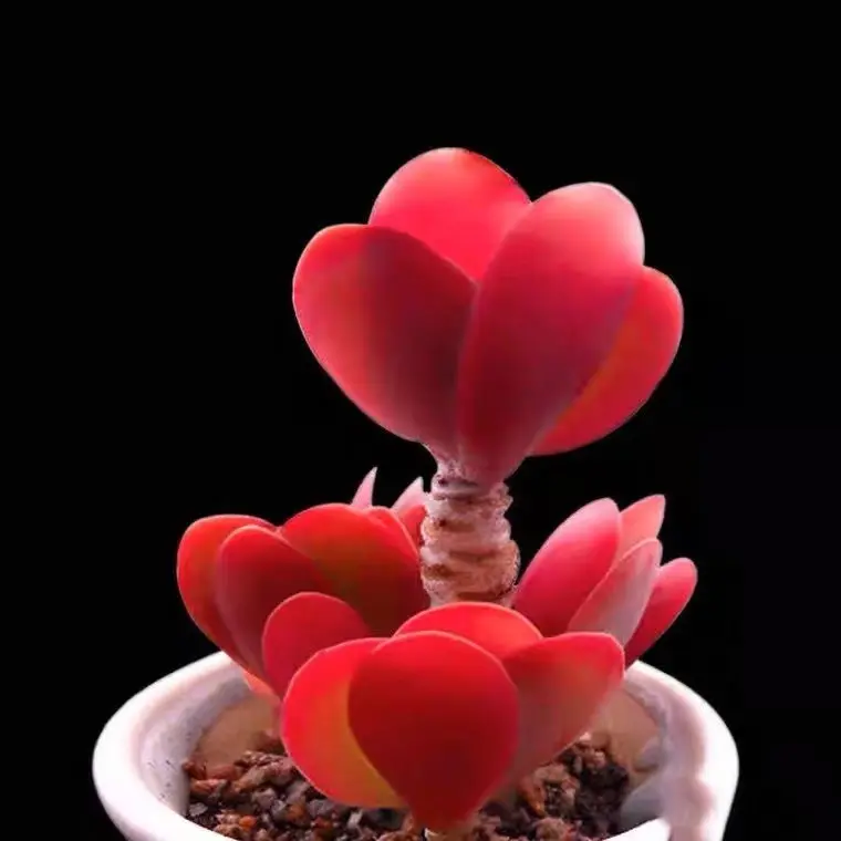 2"Live Succulent Kalanchoe Flapjacks Paddle Plant