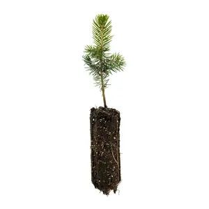 Blue Spruce | Medium Tree Seedling