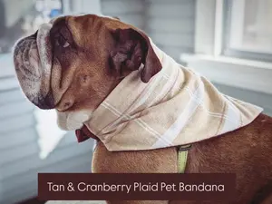 Winter Tan/Cranberry Plaid Flannel Pet Bandana