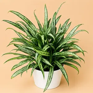 Aglaonema Cutlass Live Indoor House Plant - 8 “in Pot, Rare Variety with Unique Leaves, Beginner-Friendly Care for Home Decoration