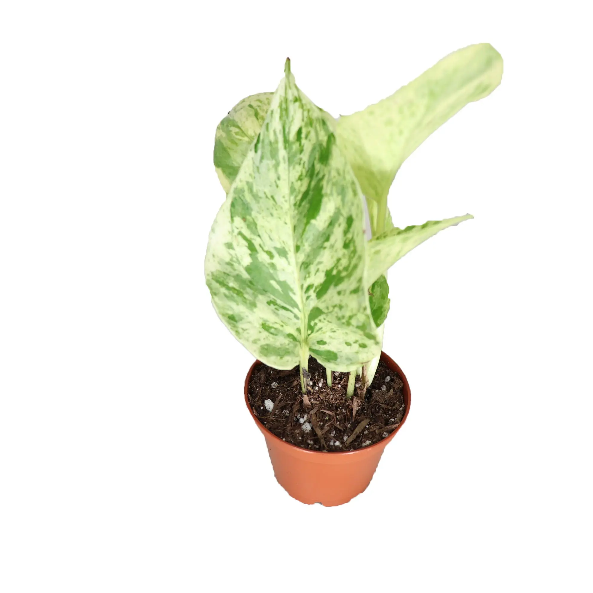 Marble Queen Pothos - 2" from California Tropicals