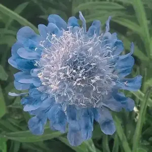 Scabiosa Flowers Seed - Perfection Blue with Fine Detailing