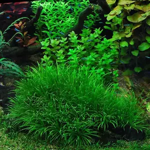 3 blyxa japonica plants! Live aquarium plants
