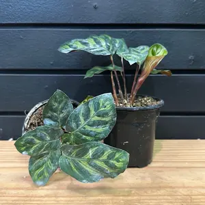 peacock plant (Calathea makoyana)  4 inch pot
