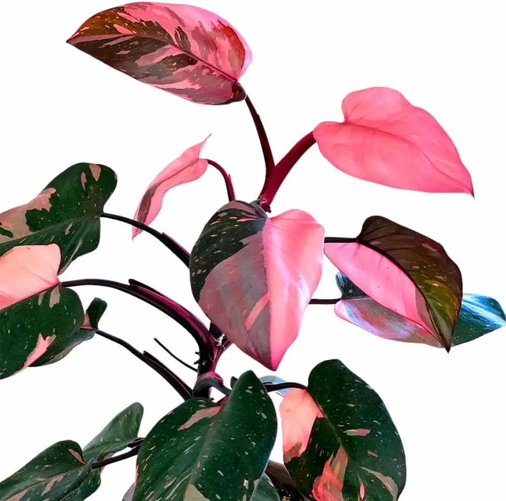 Philodendron Marbled Pink Princess Plant 5-8" Tall No Pot Tropical Variegated Houseplant