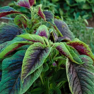 TomorrowSeeds - Red Leaf Amaranth Seeds -  è‹‹èœ ì•„ë§ˆëž€ìŠ¤ à¤ˆ Amaranthus tricolor Spinach Yin Choi Xiancai Bireum Callaloo Tandaljo Chaulai Asian Vegetable Seed 2024