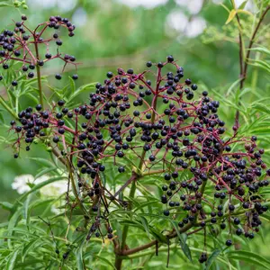 American Elderberry Organic Seeds (Sambucus canadensis) – Heirloom native shrub prized for antioxidant-rich berries; perfect for teas, syrups & wildlife gardens.