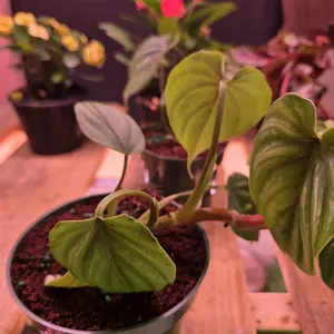 Philodendron Indoor Plant with Vibrant Green Leaves and Healthy Growth Ideal for Home Decor and Easy Care