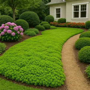 Carpet Vine Seeds - 200+ Dichondra Seeds to Grow - Ground Cover Plant