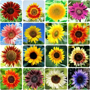 Sunflower Seeds for Planting Heirloom Non-GMO, Bulk Package of 15 Varieties Mix Seeds, Individually Packaged, Attracts Pollinators