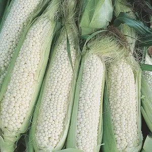 Heirloom Country Gentleman Corn Seeds - Organic and Regenerative Gardening Seeds